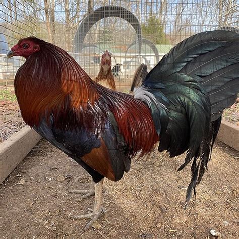 Buy Hen Penny Hatch Gamefowl. . Penny hatch roosters